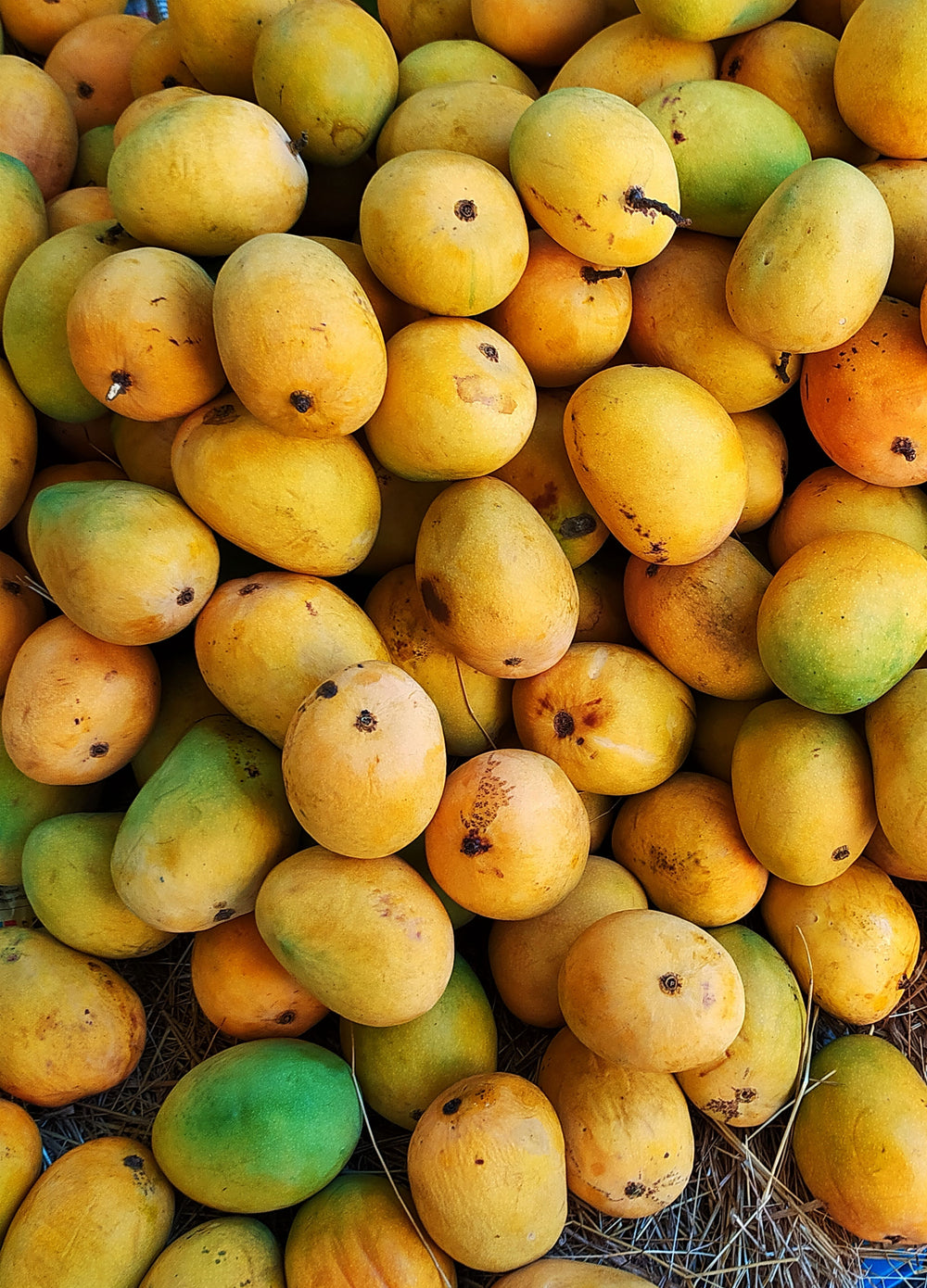 Alphonso Mango