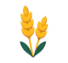 Wheat